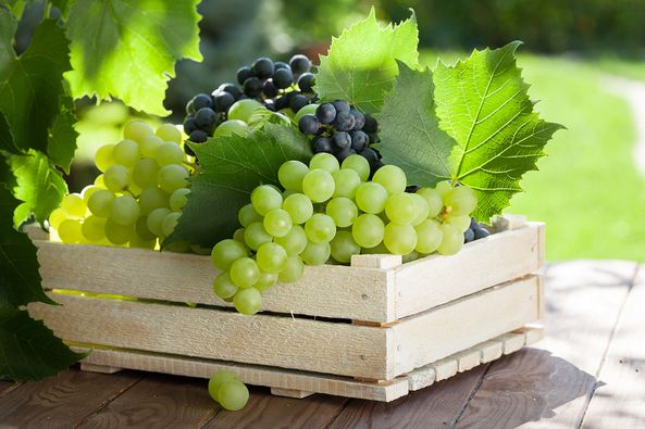 Export of grapes
